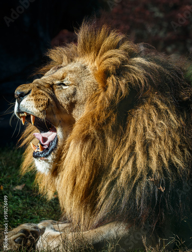 Photography The side view of a male lion's head