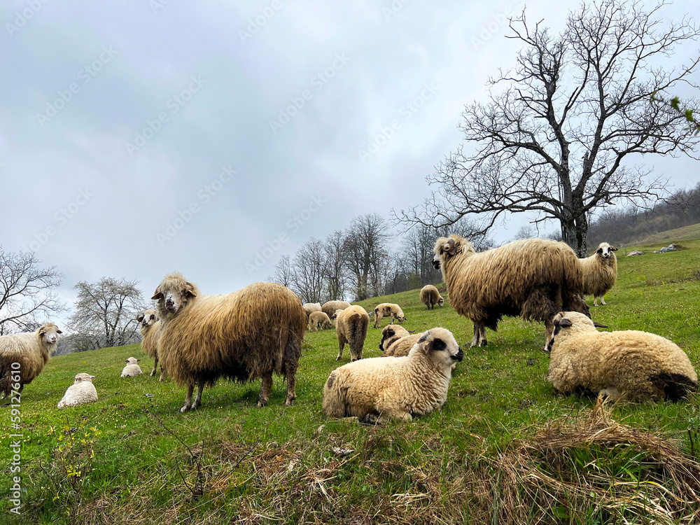 Fototapeta premium Sheep and lambs in the barn. The sheep are resting.