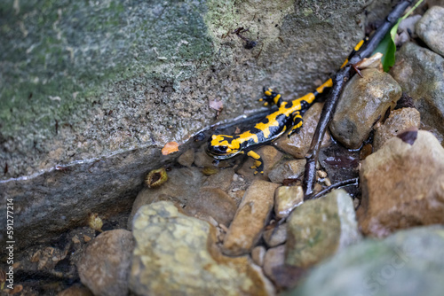 The fire salamander (Salamandra salamandra gigliolii).  A subspecies of salamadra that lives along the Italian Apennines. photo