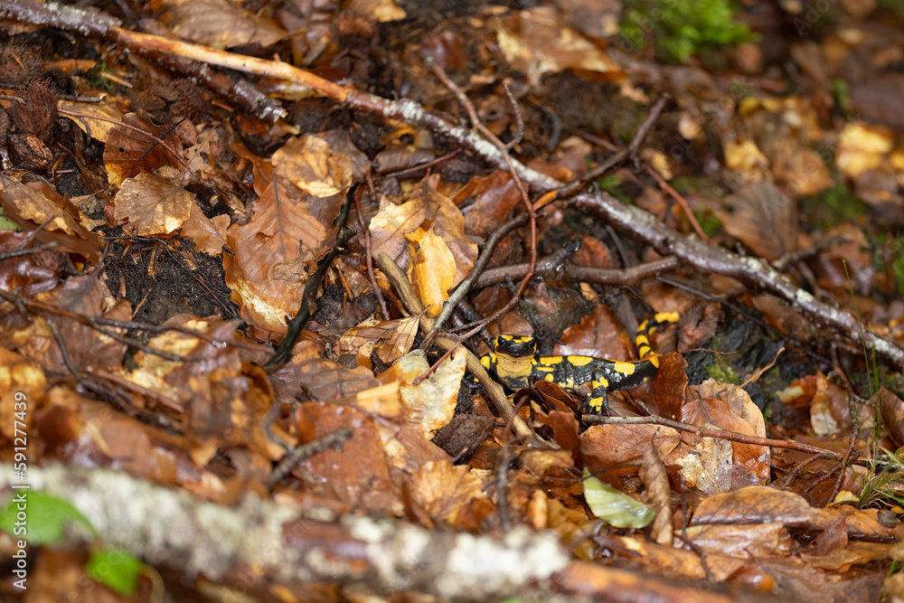 The fire salamander (Salamandra salamandra gigliolii). A subspecies of salamadra that lives along the Italian Apennines. The fire salamander (Salamandra salamandra gigliolii). A subspecies of salamadra that lives along the Italian Apennines.