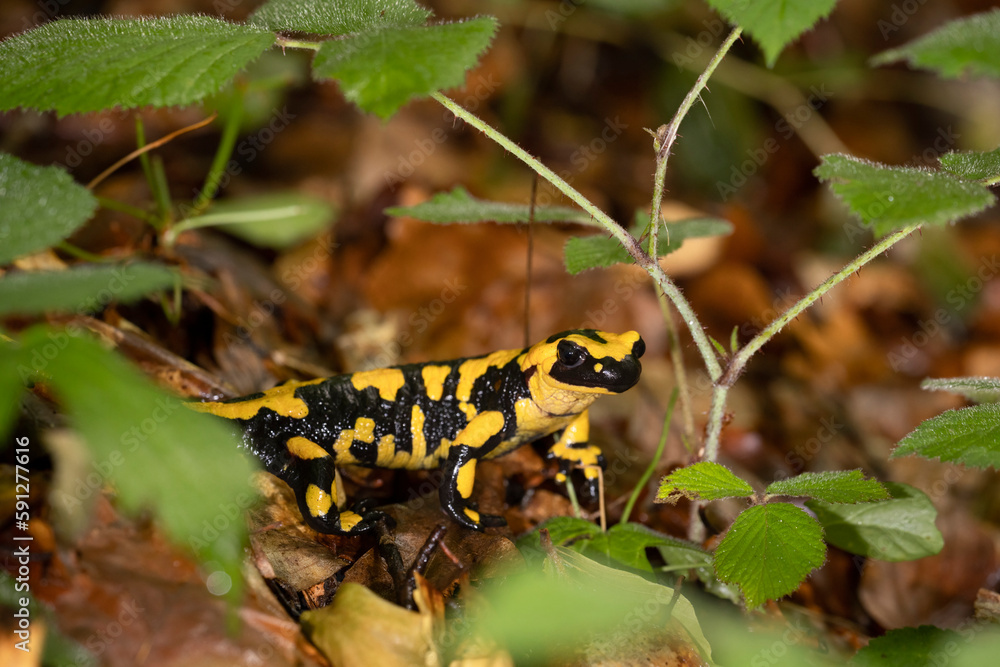 Fototapeta premium The fire salamander (Salamandra salamandra gigliolii). A subspecies of salamadra that lives along the Italian Apennines.