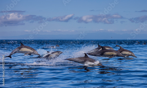 Fototapeta Naklejka Na Ścianę i Meble -  dolphins jumping in the water