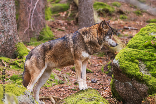 Eurasian wolf (Canis lupus lupus) looking under himself