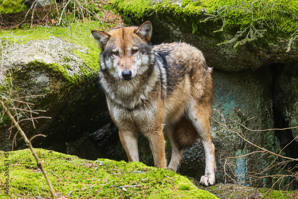 Eurasian wolf (Canis lupus lupus) in front of the lair