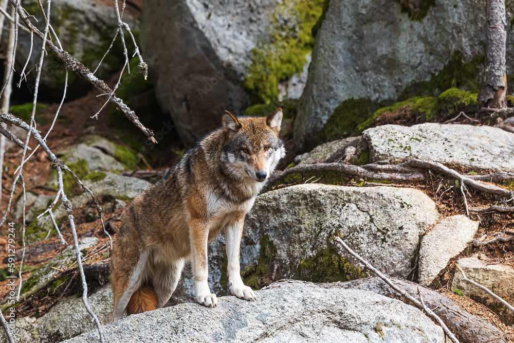 Eurasian wolf (Canis lupus lupus) among the big boulders Eurasian wolf (Canis lupus lupus) among the big boulders