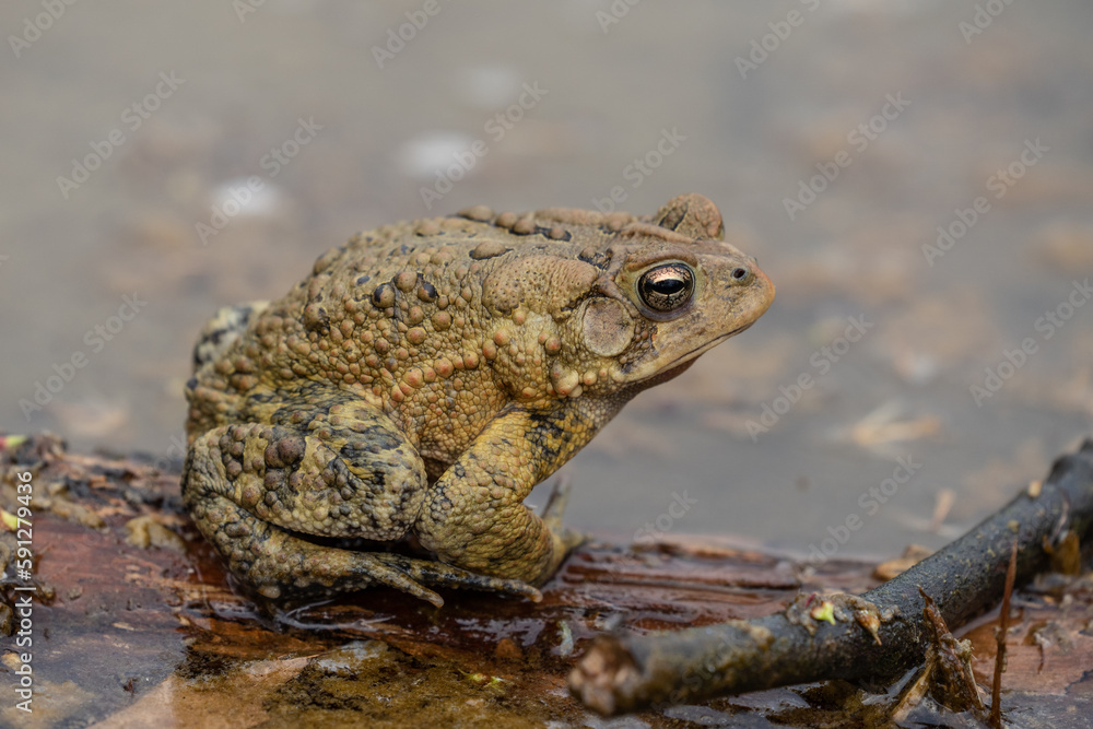 Obraz premium Close-up of Eastern American Toad (Bufo americanus) sitting on log in pond