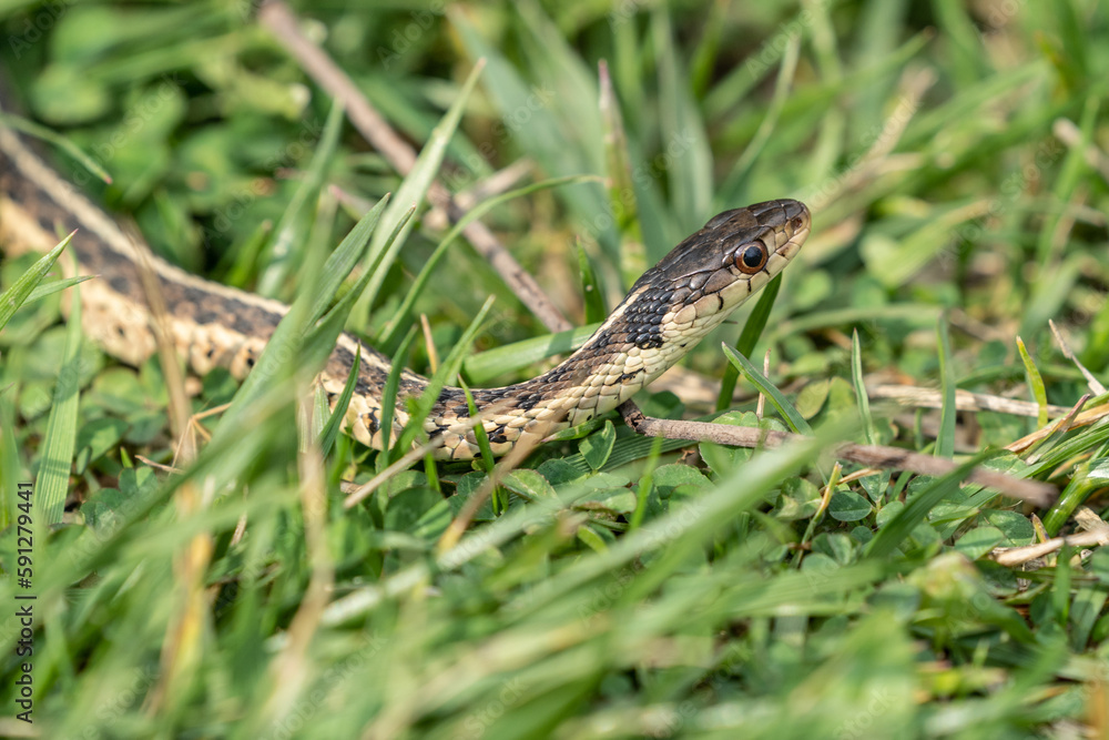 Naklejka premium Close-up Garter Snake in Green Grass