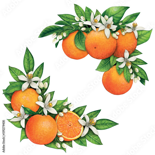 watercolor hand drawn realistic oranges and orange flowers