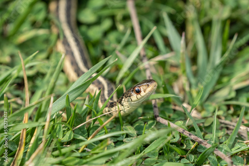 Garter Snake in moves through green grass