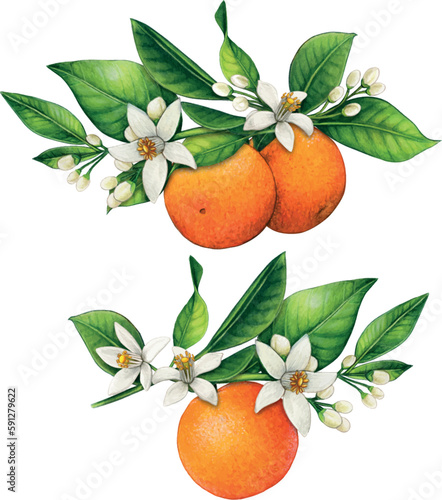 watercolor hand drawn realistic oranges and orange flowers