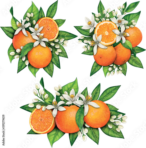 watercolor hand drawn realistic oranges and orange flowers