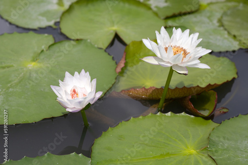 Beautiful white water lily. Lotus flower with green leaves