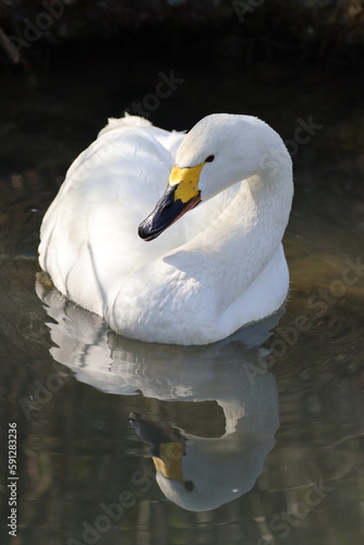 Bewick Swan (cygnus columbianus bewickii) on the lake photo