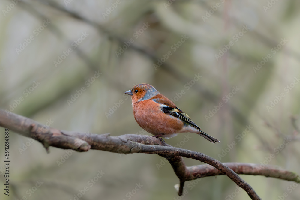 Fototapeta premium Male chaffinch in woodland on tree branch