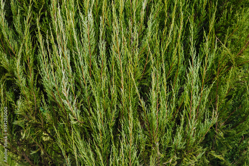 Background, texture of a green, evergreen juniper bush. Close-up photography, nature. Background, texture of a green, evergreen juniper bush. Close-up photography, nature.