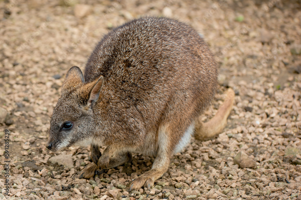 Parma wallaby on brown stones and gravel looking to side