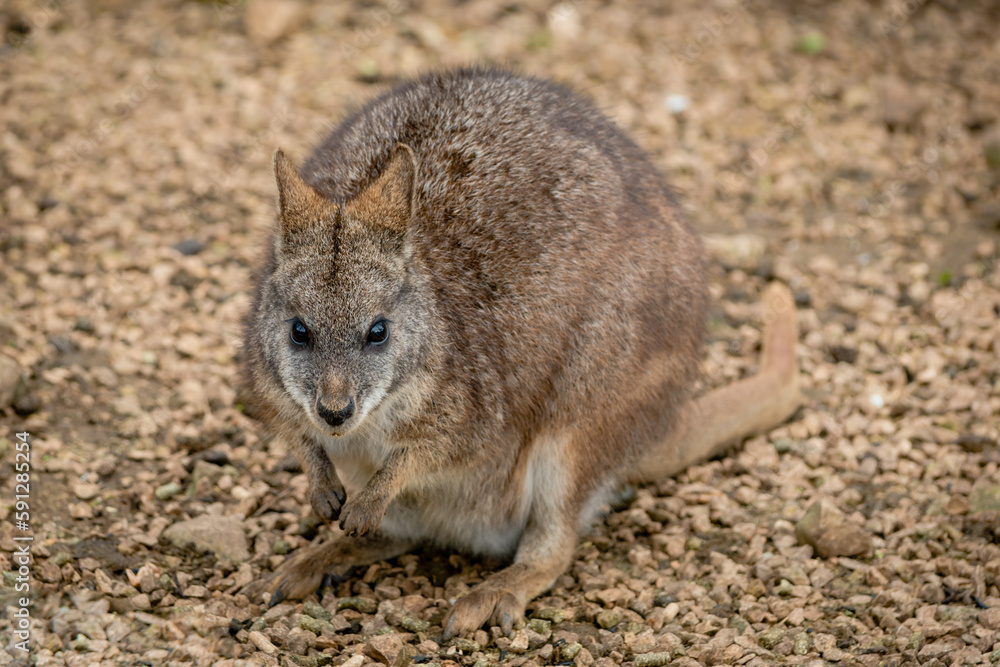 Parma wallaby on brown stones and gravel looking at camera