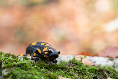The fire salamander (Salamandra salamandra gigliolii ). A subspecies of salamadra that lives along the Italian Apennines.
