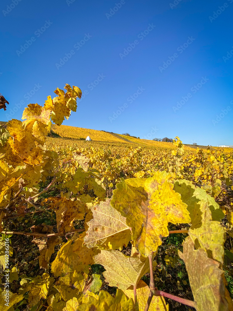 Scenic view of vineyard in yellow autumn colors with Trullo building in Rhine Hesse, Germany