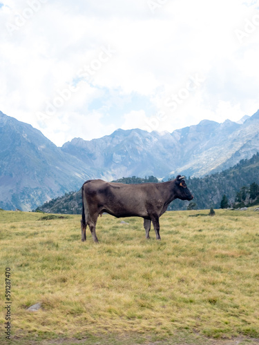 cows in the mountains © valentin