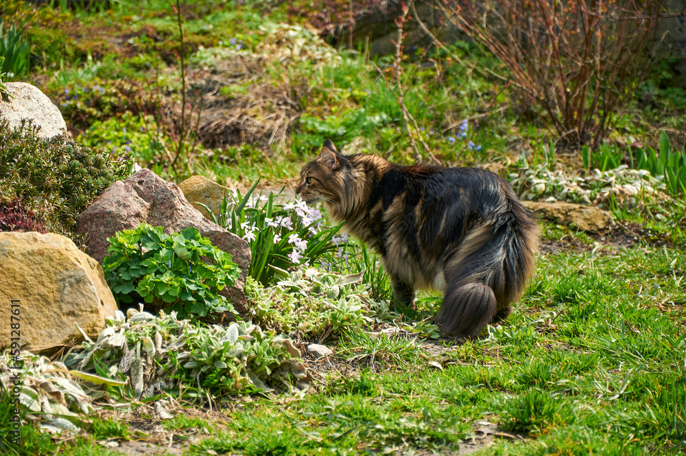 A beautiful brown Maine Coon breed cat in the spring garden smells flowers near the alpine slide flowerbed