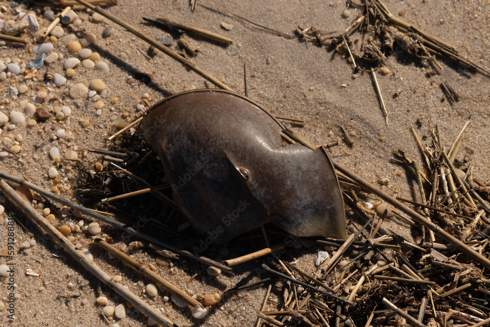 Foto de This piece of horseshoe crab lay stuck in the sand from the