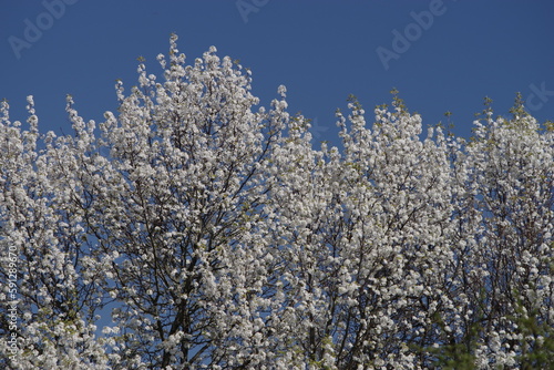 Bradford Pear Spring Blossoms