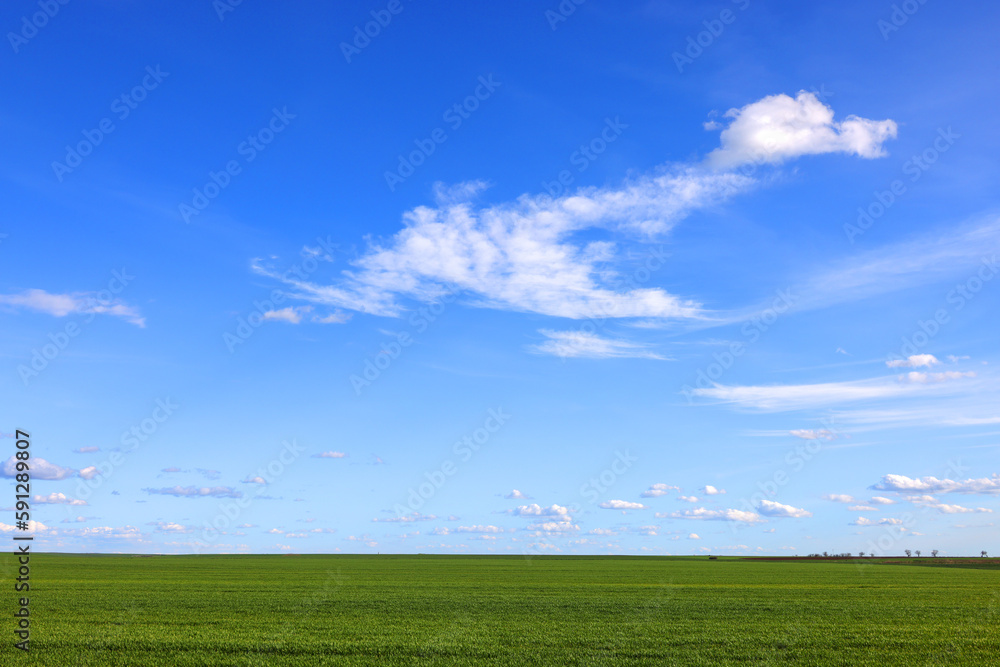 A wide field with young green grass and a picturesque blue sky with white clouds. Spring landscape. Green grass in the field	