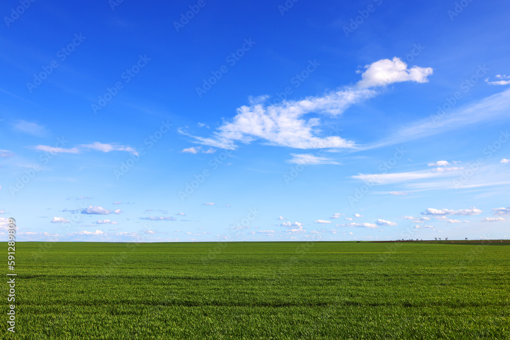 A wide field with young green grass and a picturesque blue sky with white clouds. Spring landscape. Green grass in the field A wide field with young green grass and a picturesque blue sky with white clouds. Spring landscape. Green grass in the field