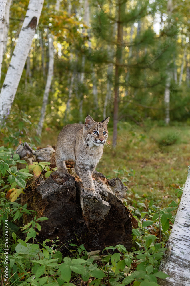 Bobcat (Lynx rufus) Stands on End of Log One Paw Forward Autumn Bobcat (Lynx rufus) Stands on End of Log One Paw Forward Autumn