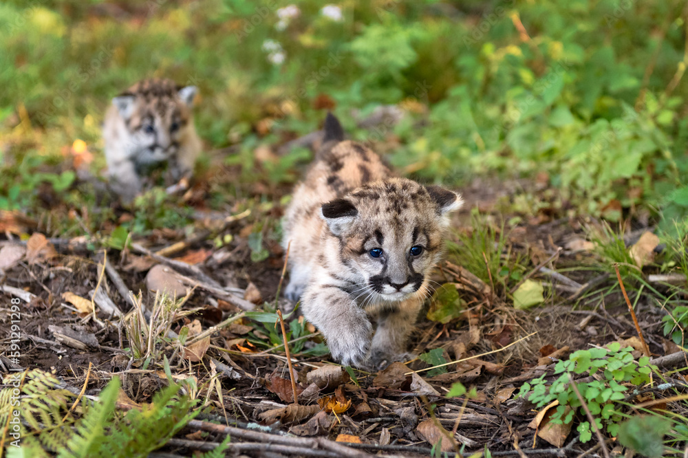 Obraz premium Cougar Kittens (Puma concolor) Creep Along Ground Autumn