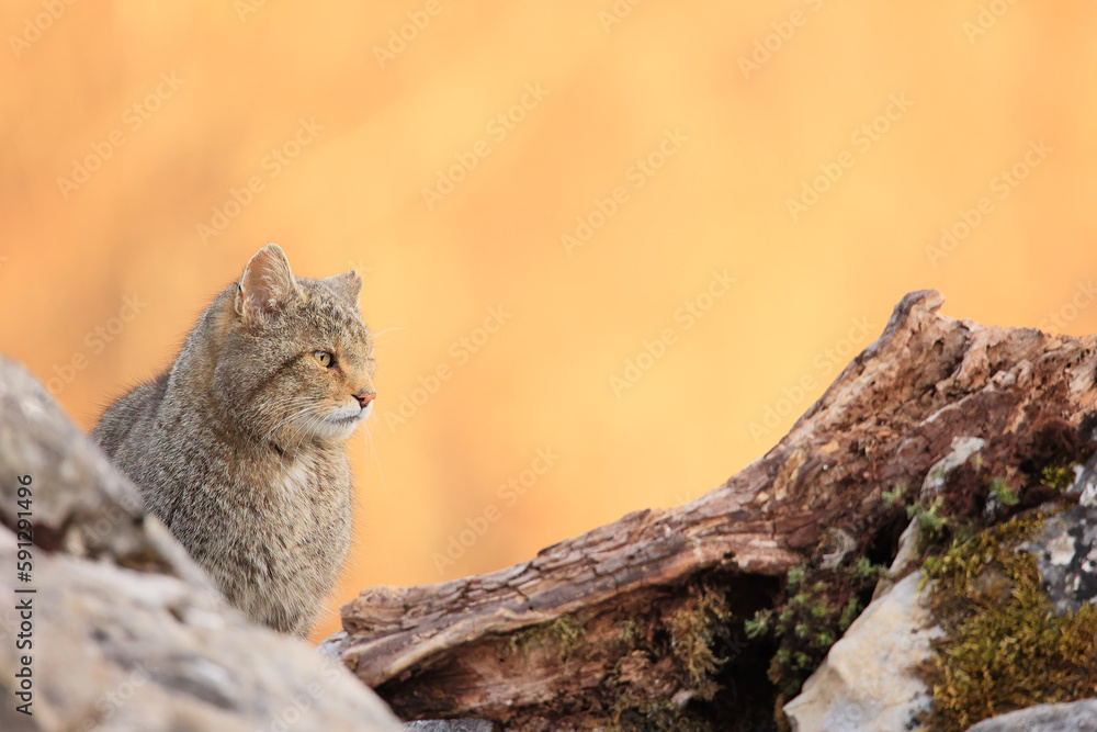 Obraz premium Euopean wildcat - felis silvestris silvestris - Gato montés europeo