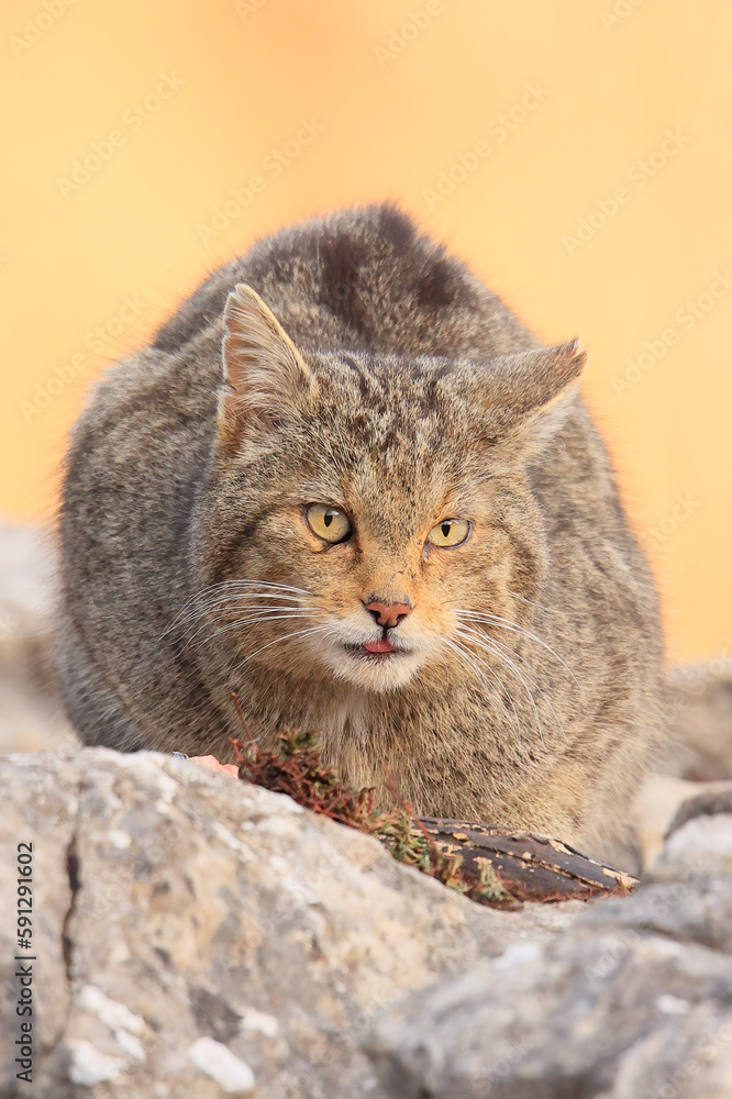 Euopean wildcat - felis silvestris silvestris - Gato montés europeo Euopean wildcat - felis silvestris silvestris - Gato montés europeo
