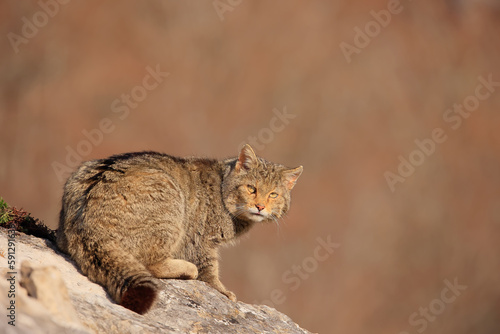 Photography Euopean wildcat - felis silvestris silvestris - Gato montés europeo