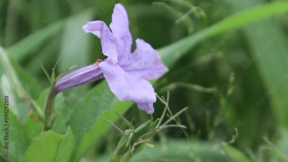 purple flower ruellia with ants playing on it swaying in the wind bokeh blur background purple flower ruellia with ants playing on it swaying in the wind bokeh blur background