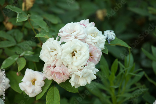 White and pink Wild flowers growing in a green plant on a park in Lima Peru