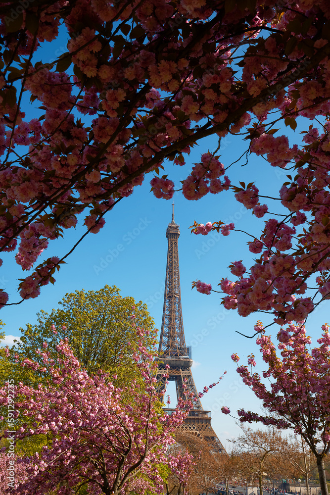 Cherry blossom flowers in full bloom with Eiffel tower in the background. Paris, France