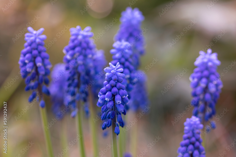 Close-up of muscari, grape hyacinths,spring flowers with tight clusters of fat little bells on blurred background Close-up of muscari, grape hyacinths,spring flowers with tight clusters of fat little bells on blurred background
