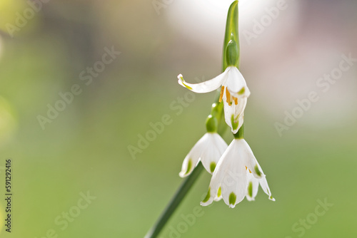 Wonderful summer snowflake 'Gravetye Giant'-Leucojum aestivum bulb spring flower on a background with bokeh photo