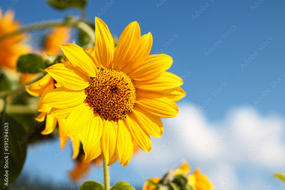 Alberta Summer Sunflowers And Sky Alberta Summer Sunflowers And Sky