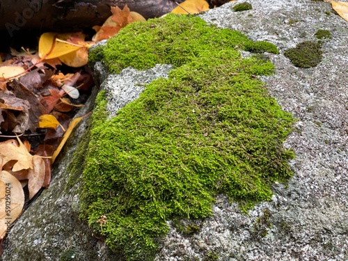 Mossy rock up close