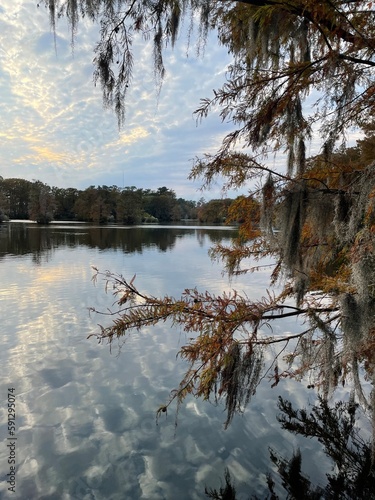Trees reflected on the lake surface 