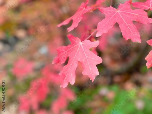 Closeup of colorful fall leaves in the mountains