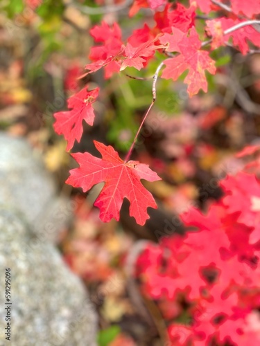Colorful red leaves in the mountains during the fall season