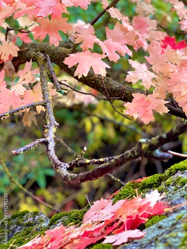 Fall leaves on branches in the canyon