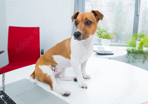 portrait of jack russell terrier on office desk © serhii