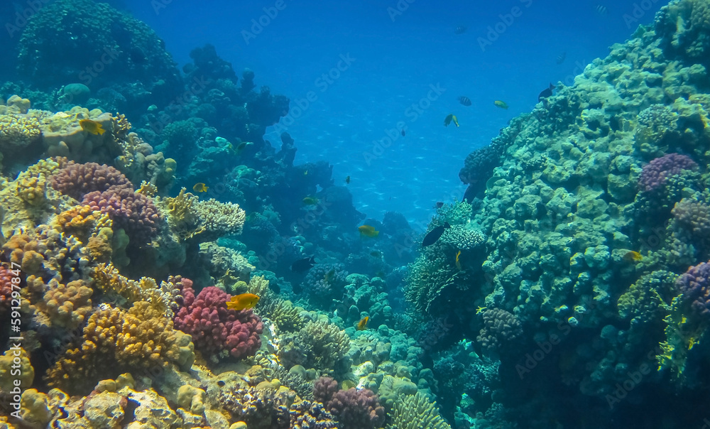 Beautiful tropical coral reef with shoal of different coral fish. Wonderful underwater world with corals, tropical fish Beautiful tropical coral reef with shoal of different coral fish. Wonderful underwater world with corals, tropical fish