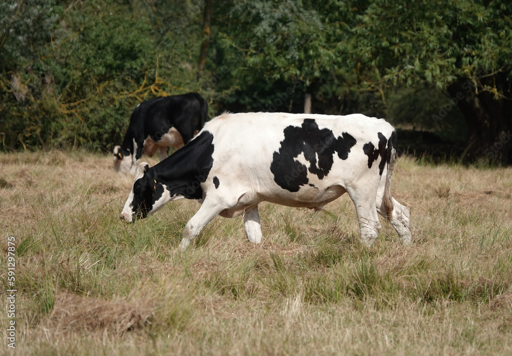 A black and white bull in a field. 