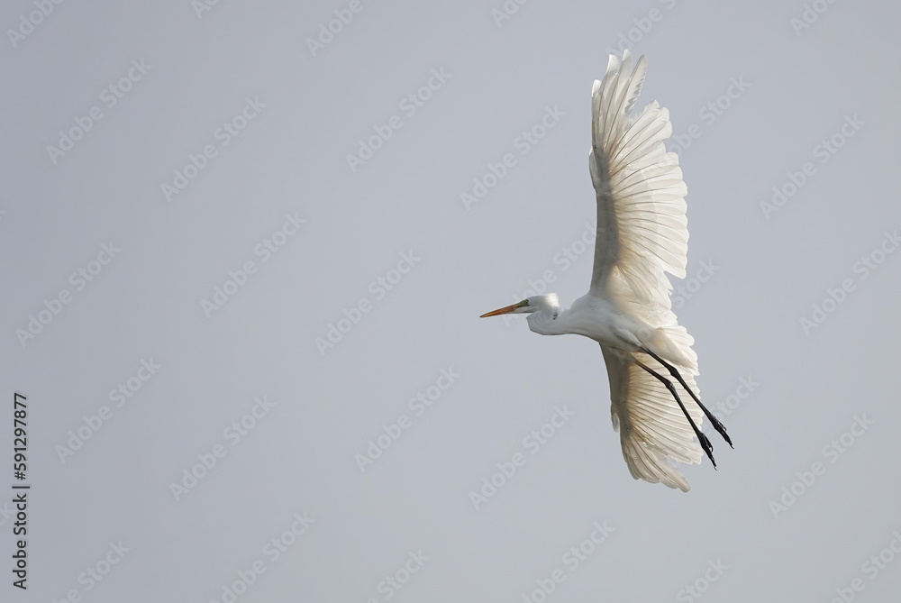 A low angle view of a great white egret in flight. A low angle view of a great white egret in flight.