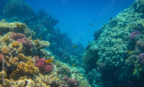 Beautiful tropical coral reef with shoal of different coral fish. Wonderful underwater world with corals, tropical fish